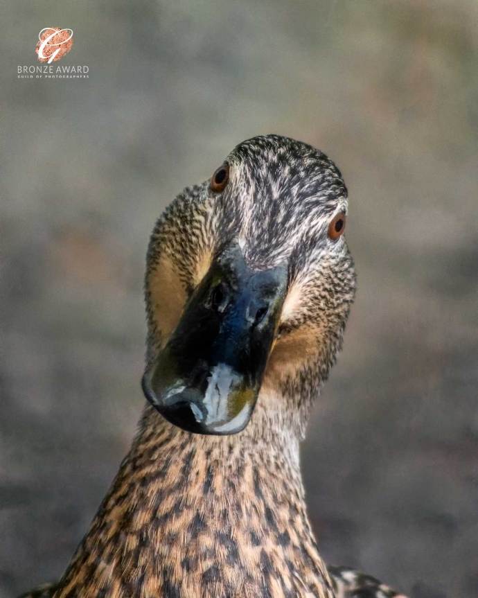 Duckface portrait wins Bronze Award