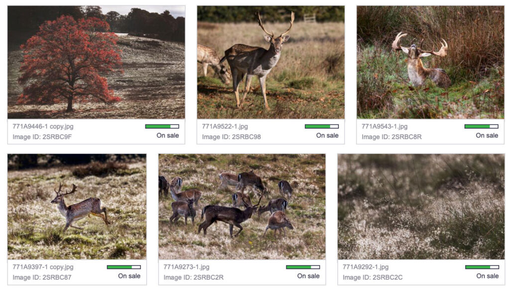 New Deer Photograph for sale on Alamy